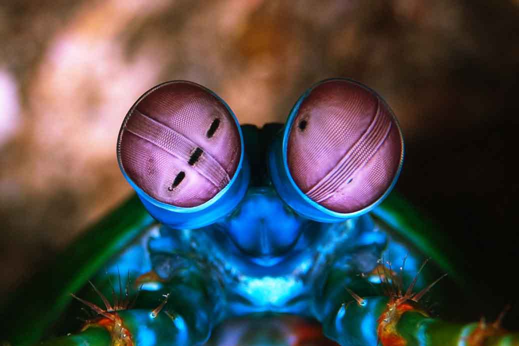 December 1994, Sipadan, Borneo --- School of Neon Fusiliers --- Image by © Royalty-Free/Corbis