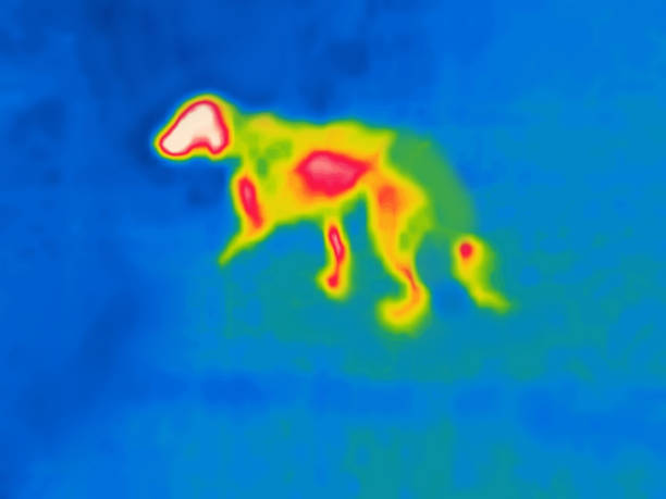 greyhound dog, Modified image from thermal imager device.